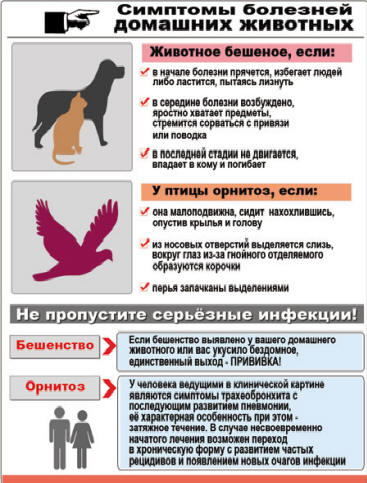 симптомы бешенства у людей симптомы бешенства у людей